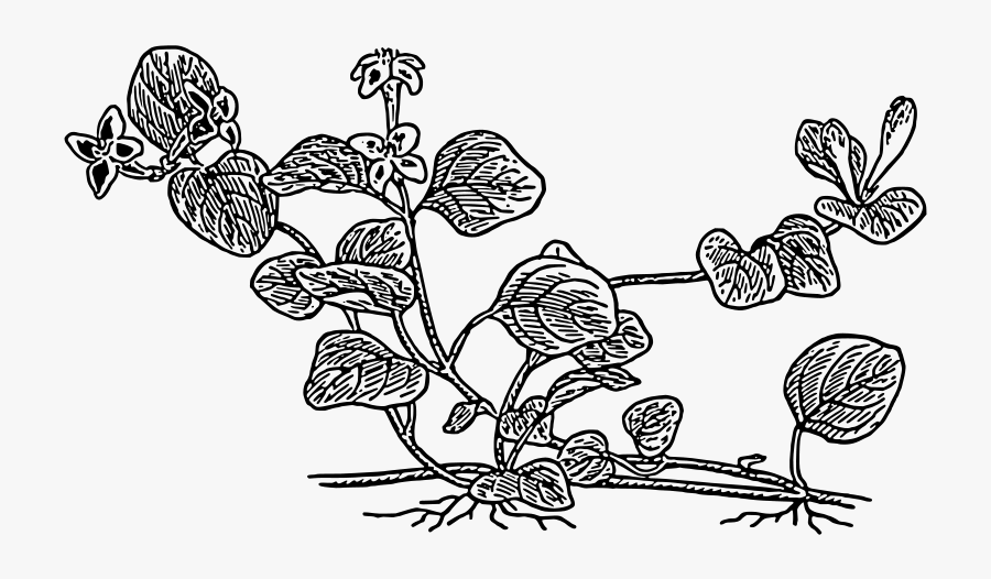 Partridgeberry - Line Art, Transparent Clipart