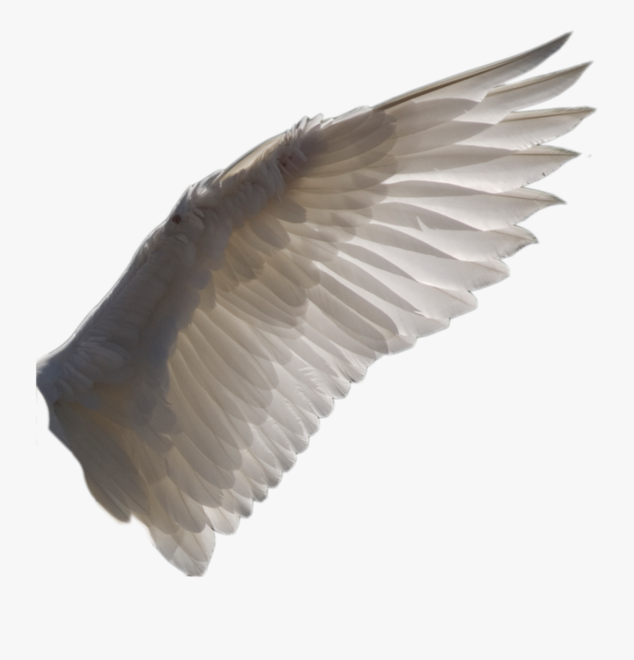 Wing Png By - Bird Wing Png, Transparent Clipart