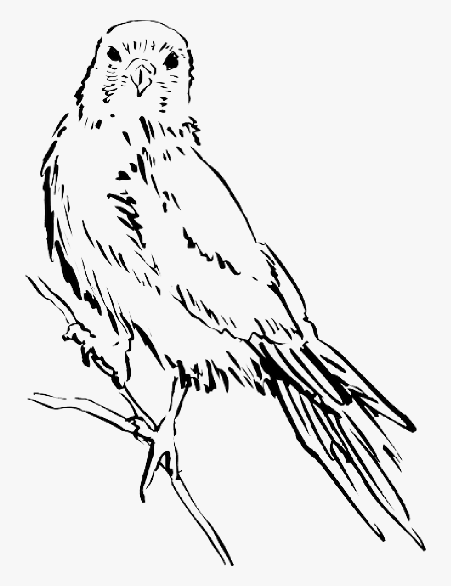 Drawing, Bird, Wings, Animal, Staring, Feathers - Bird Sketch Png, Transparent Clipart