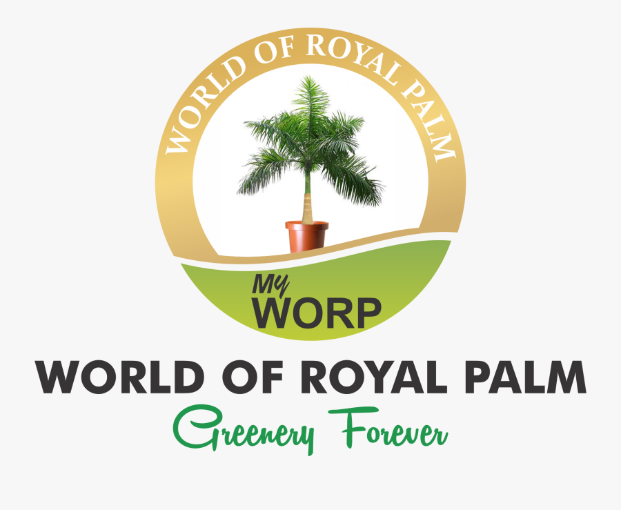 Foxtail Palm Png - Cuban Royal Palm Tree, Transparent Clipart