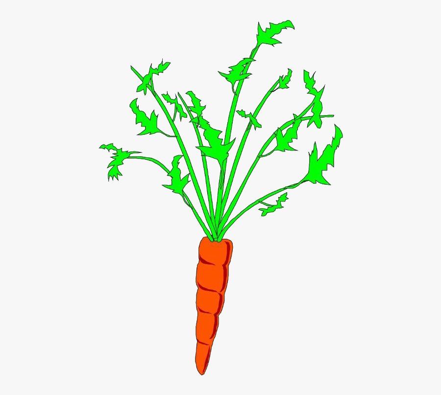 Carrots Animation, Transparent Clipart