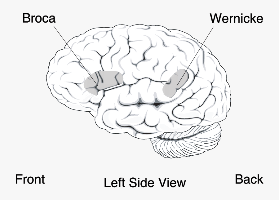 Brain Clipart Robert J - Brain Wernicke's Area, Transparent Clipart