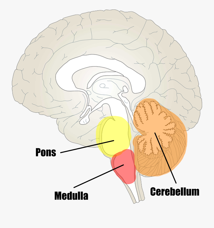 Limbic System No Labels, Transparent Clipart