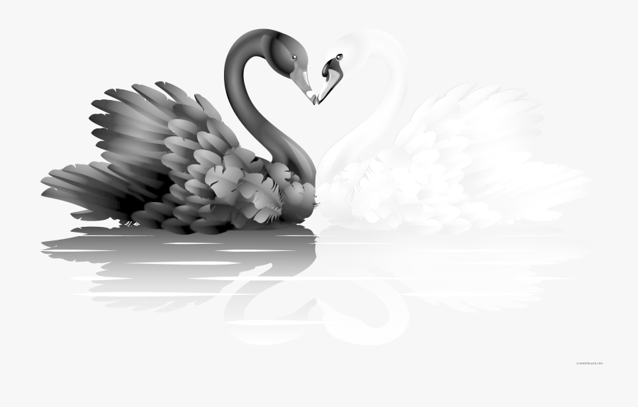 Transparent Goose Clipart Black And White - Black Swan And White Swan Birds, Transparent Clipart