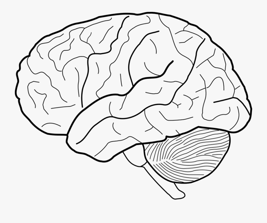 Thumb Image - Brain Line Drawing , Free Transparent Clipart - ClipartKey