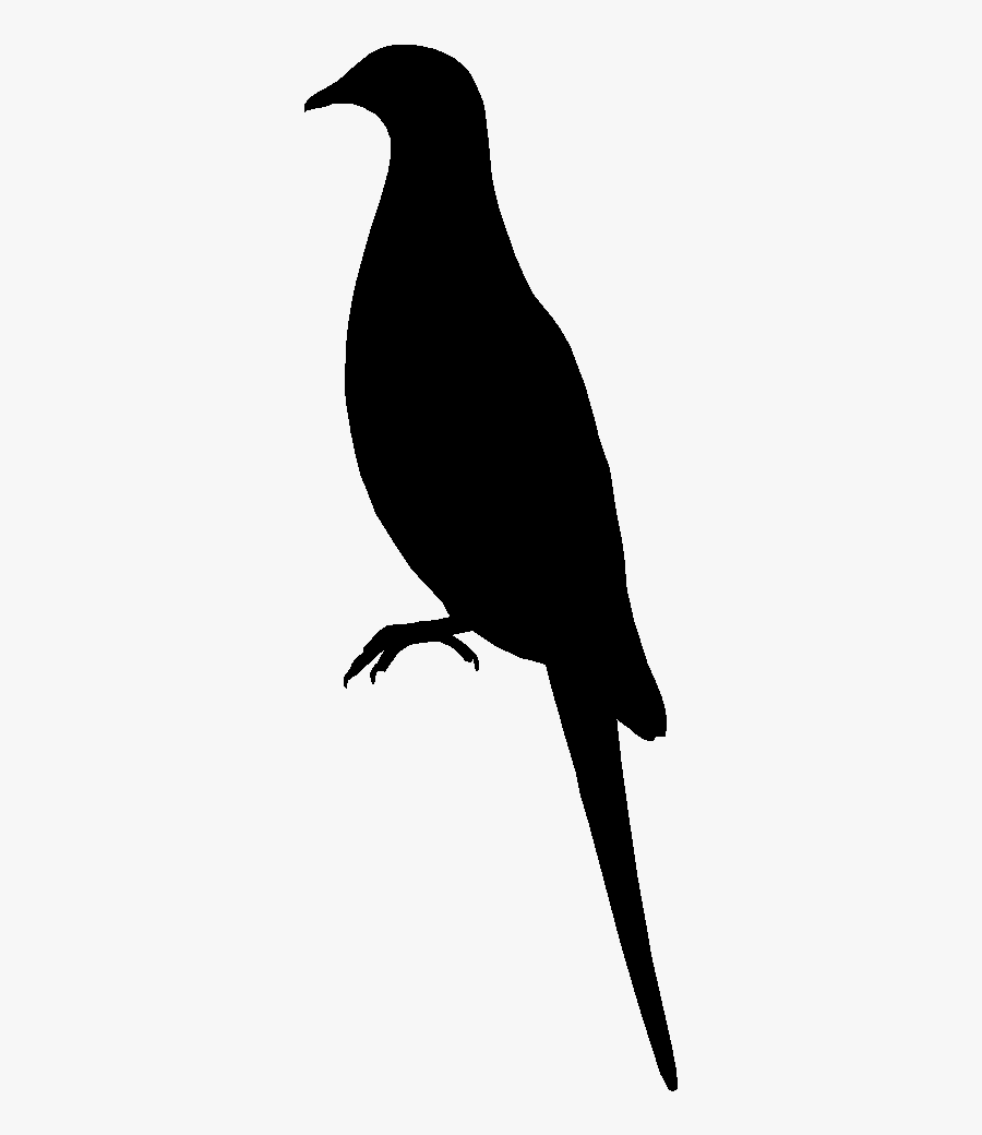 American Crow Silhouette Black Common Raven White - Raven, Transparent Clipart