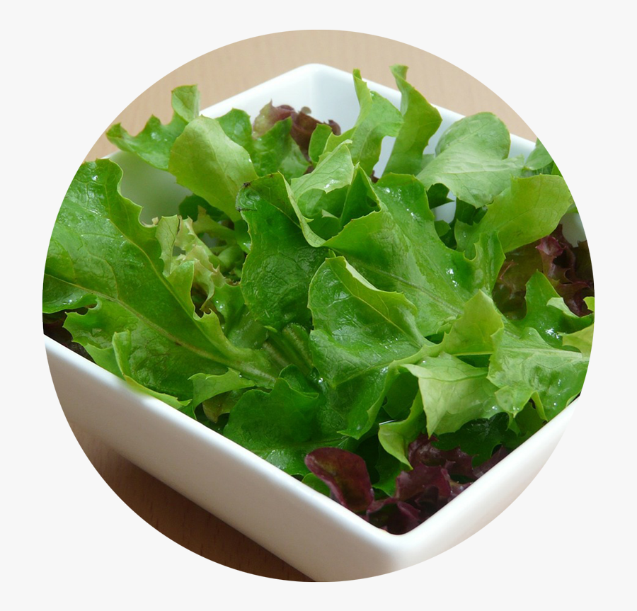 Head Of Lettuce Transparent - Base Of The Salad, Transparent Clipart