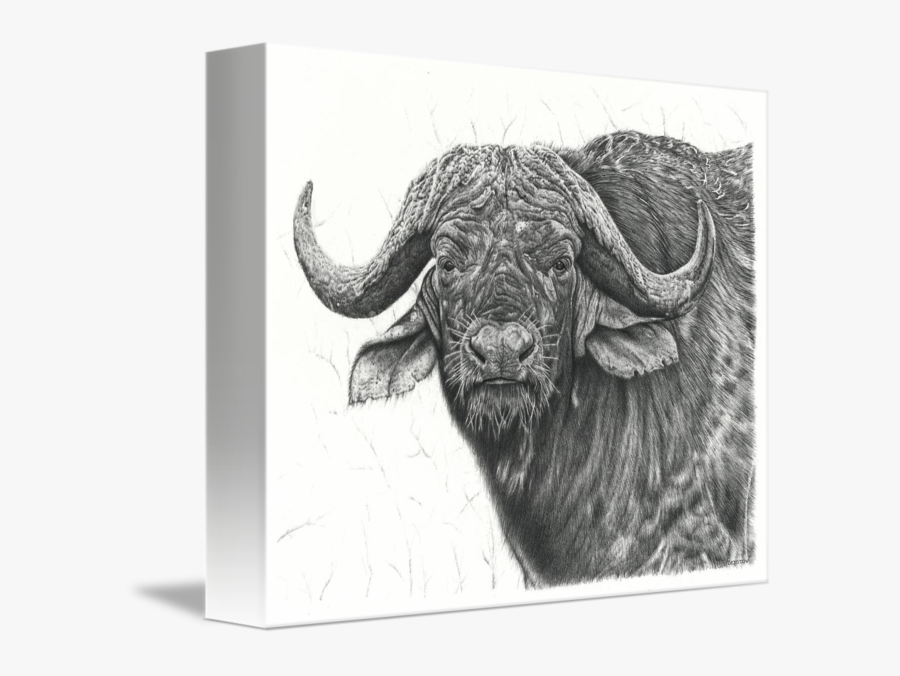 Cape Or African Buffalo Line Art And Full Color - 3d Drawing Pencil Buffalo, Transparent Clipart