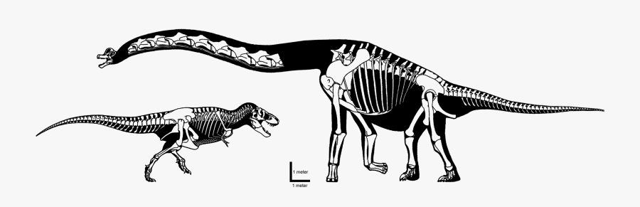 Transparent Dinosaur Skull Png - Brachiosaurus, Transparent Clipart