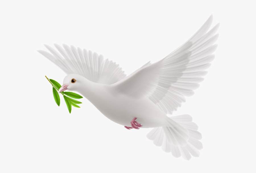White Flying Pigeon Png, Transparent Clipart