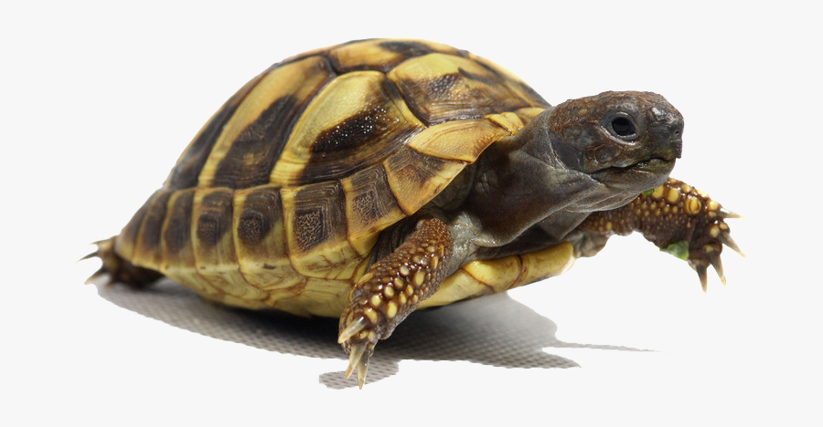 Chinese Turtle For Aquarium, Transparent Clipart