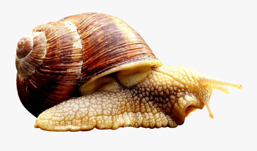 Transparent Snails Clipart - Crawl Animal, Transparent Clipart