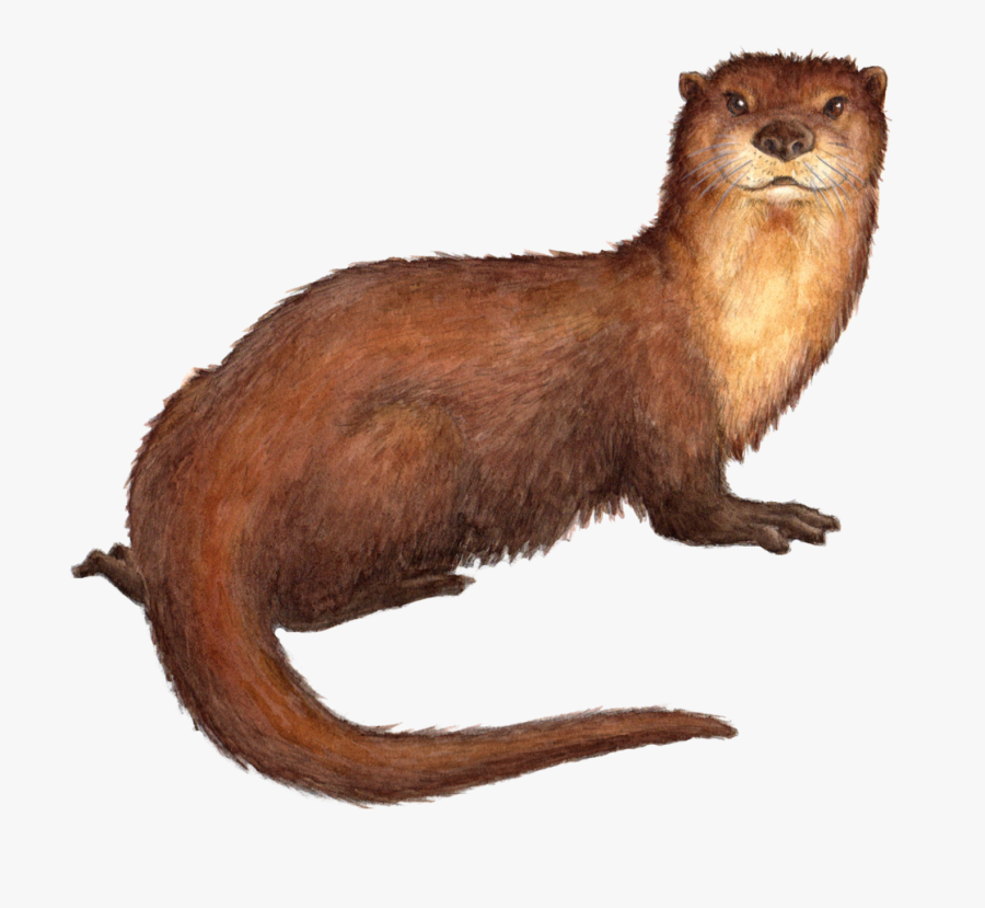 Drawn Otter Sea Mink - Sea Mink Extinct Transparent , Free Transparent