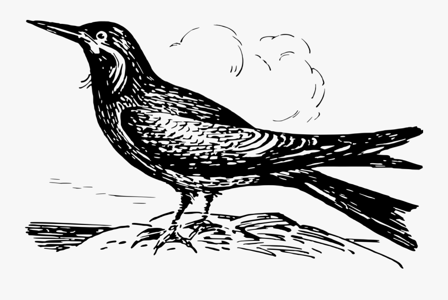 Art,monochrome Photography,galliformes - Eastern Meadowlark, Transparent Clipart