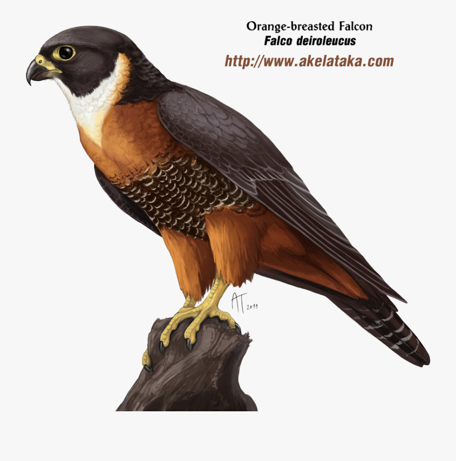 Peregrine Falcon Png Photos - Falcon Png, Transparent Clipart