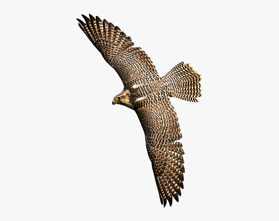 Falcons Bird Transparent, Transparent Clipart