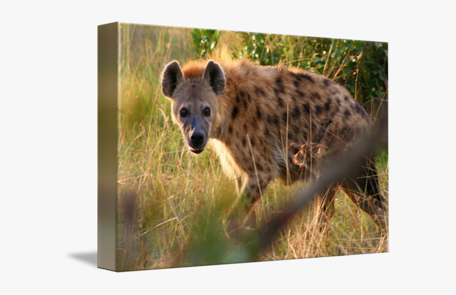 Clip Art Pics Of A Hyena - Spotted Hyena, Transparent Clipart