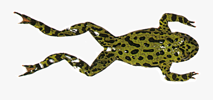 Amphibians Drawing African Bullfrog - Frog With Legs Back, Transparent Clipart