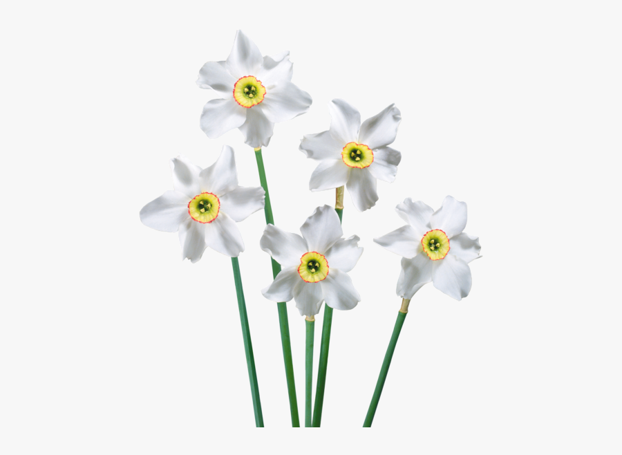 Narcissus Transparent, Transparent Clipart