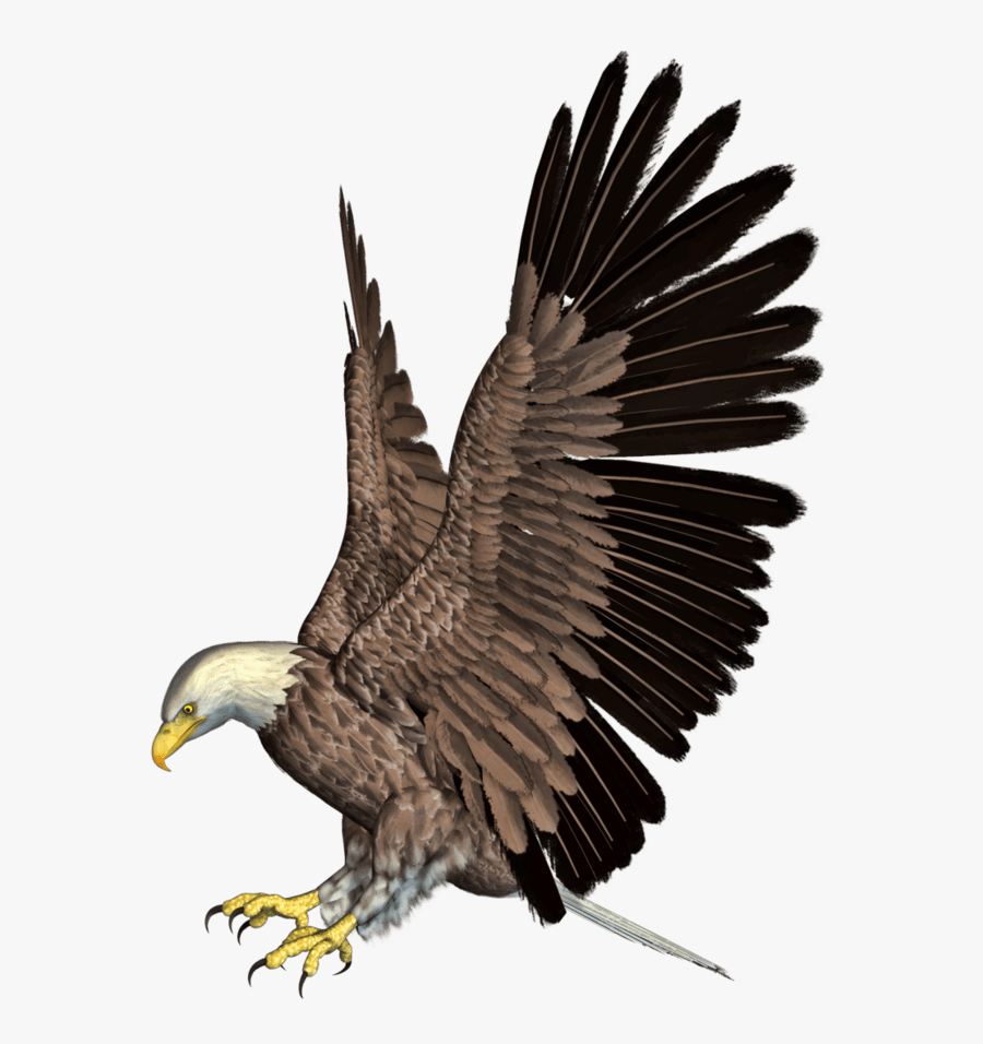 Eagle Png Images Download, Transparent Clipart