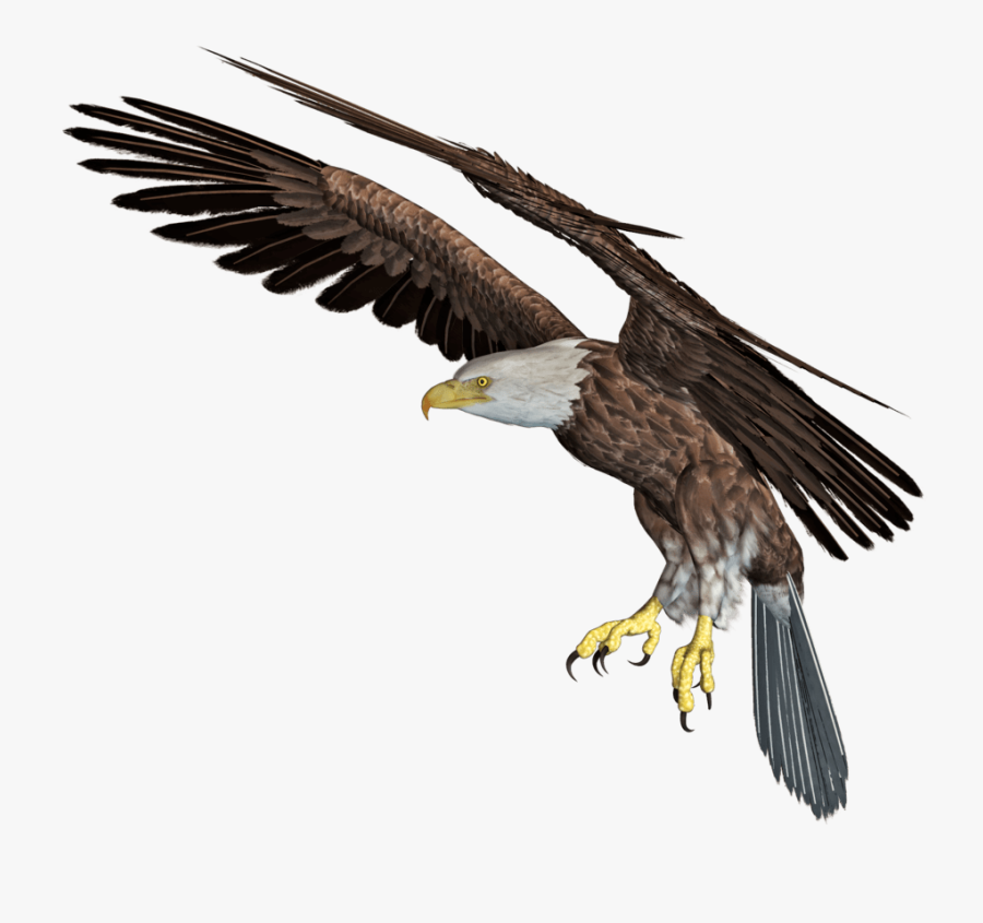 Eagle, Transparent Clipart