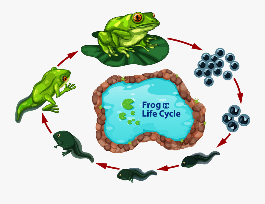 Transparent Blue Frog Png - Life Cycle Of Frog Drawing, Transparent Clipart