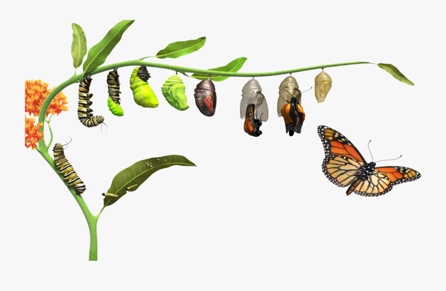 Butterfly Life Cycle Png , Free Transparent Clipart - ClipartKey
