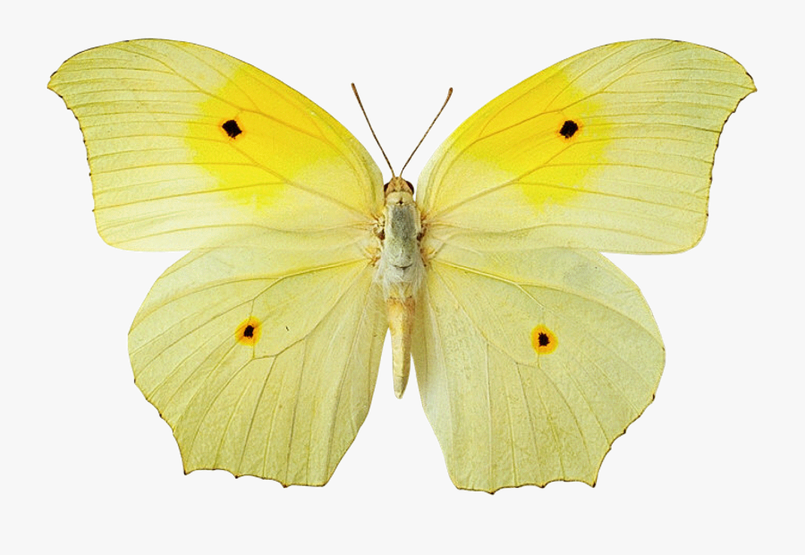 Transparent Buterfly Png - Yellow Butterfly No Background, Transparent Clipart