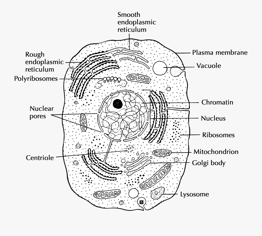 Structure And Function Cells - Animal Cell Simple Drawing , Free ...