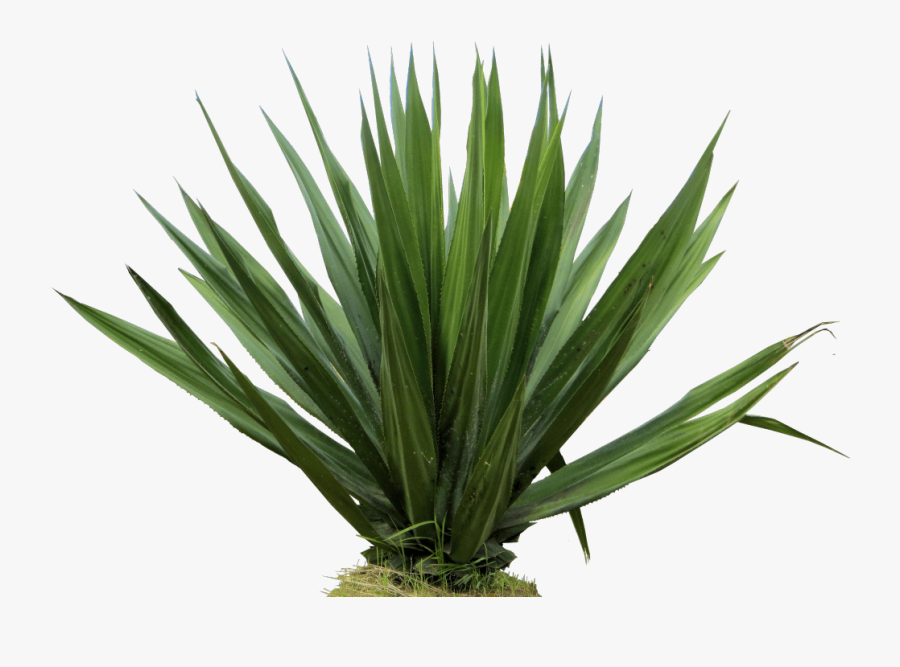 Furcraea Gigantea, Furcraea Giant False Agave - Agave Plant Png, Transparent Clipart