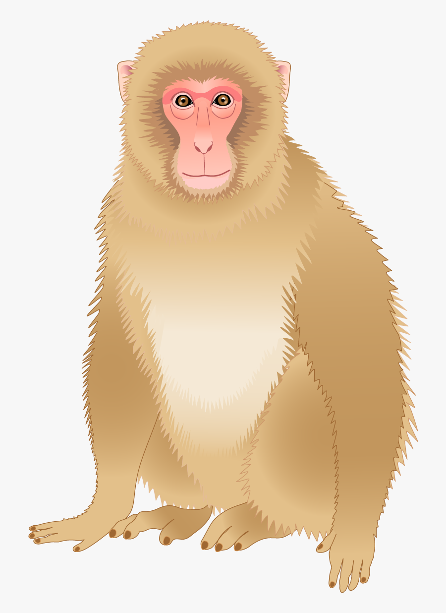 Maymunu Png, Transparent Clipart