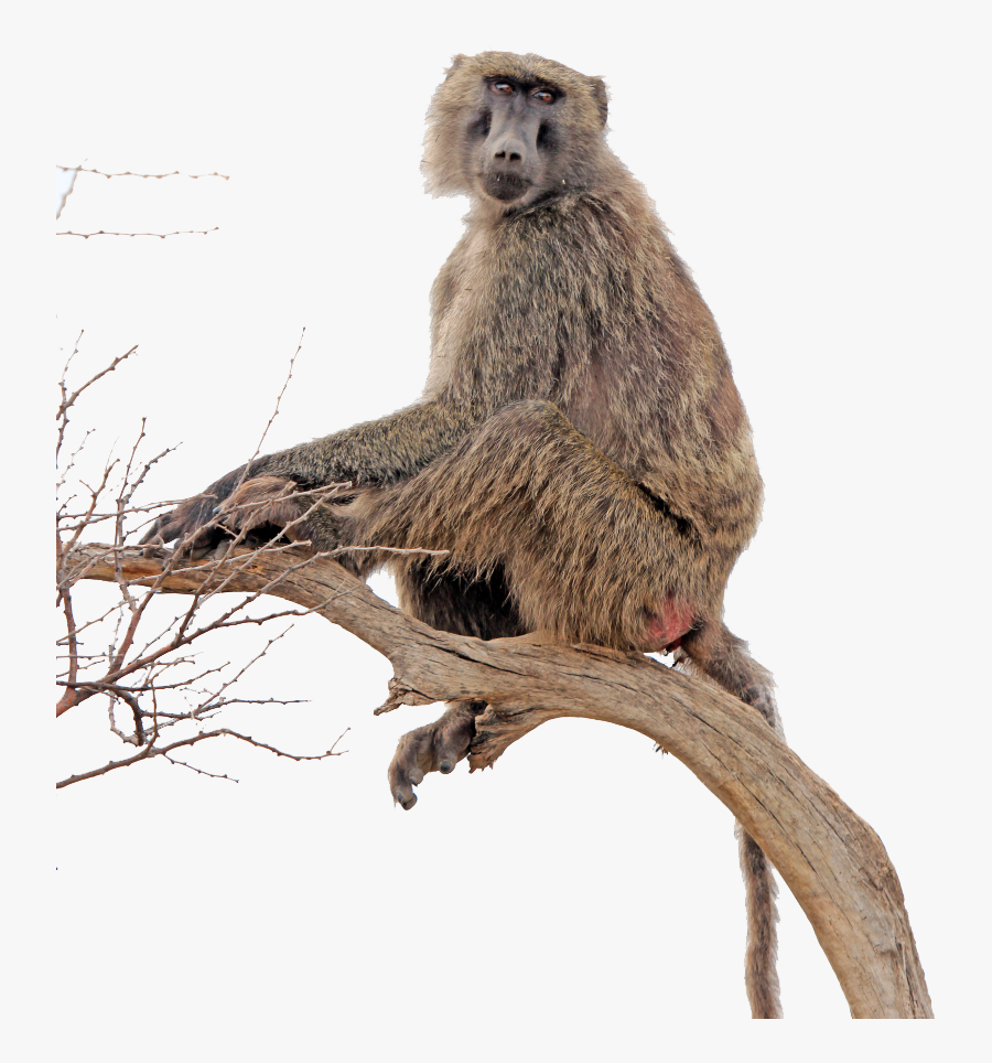 Baboon Transparent - Baboon Png Transparent, Transparent Clipart