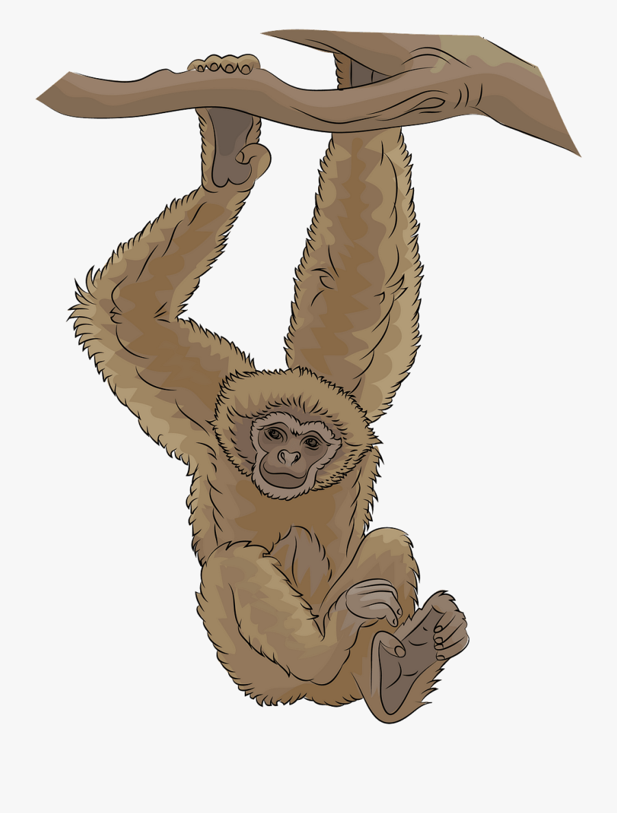 Orangutan, Transparent Clipart