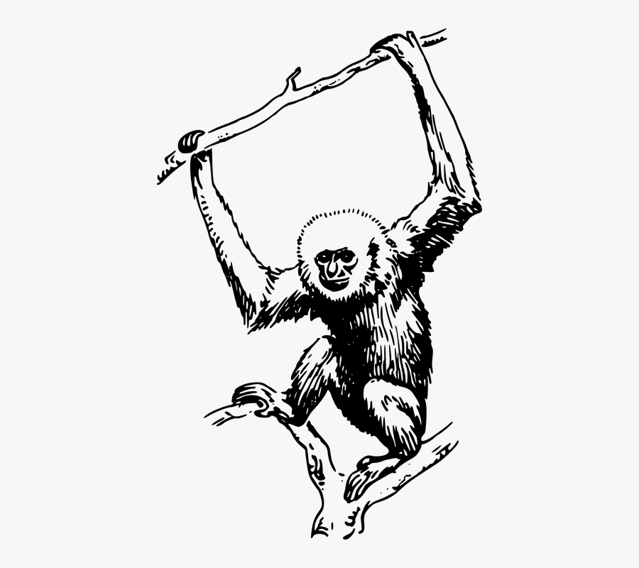 Gibbon Black And White, Transparent Clipart