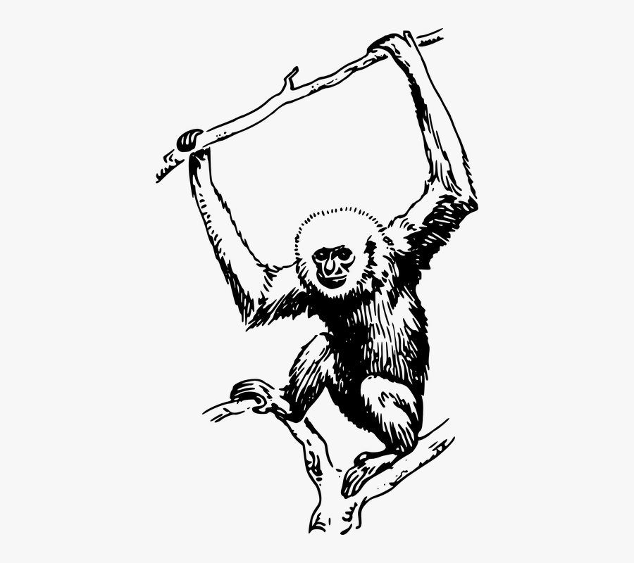 Gibbon Black And White , Free Transparent Clipart - ClipartKey