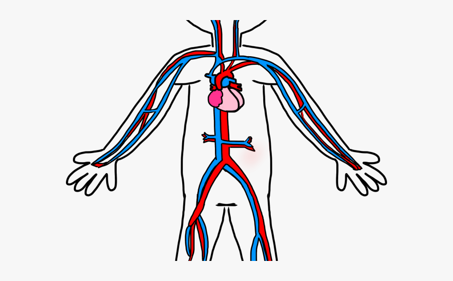 Circulatory System Simple Diagram Clipart Free To Use Clip Art | The ...