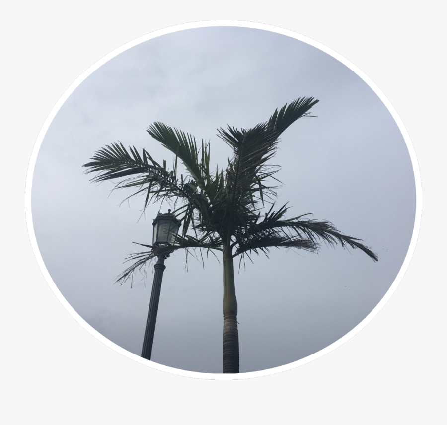 #palmtrees #pngstickerremix #pngstickers #png South - Desert Palm, Transparent Clipart