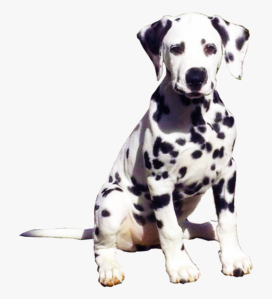 Dalmatian Png, Transparent Clipart