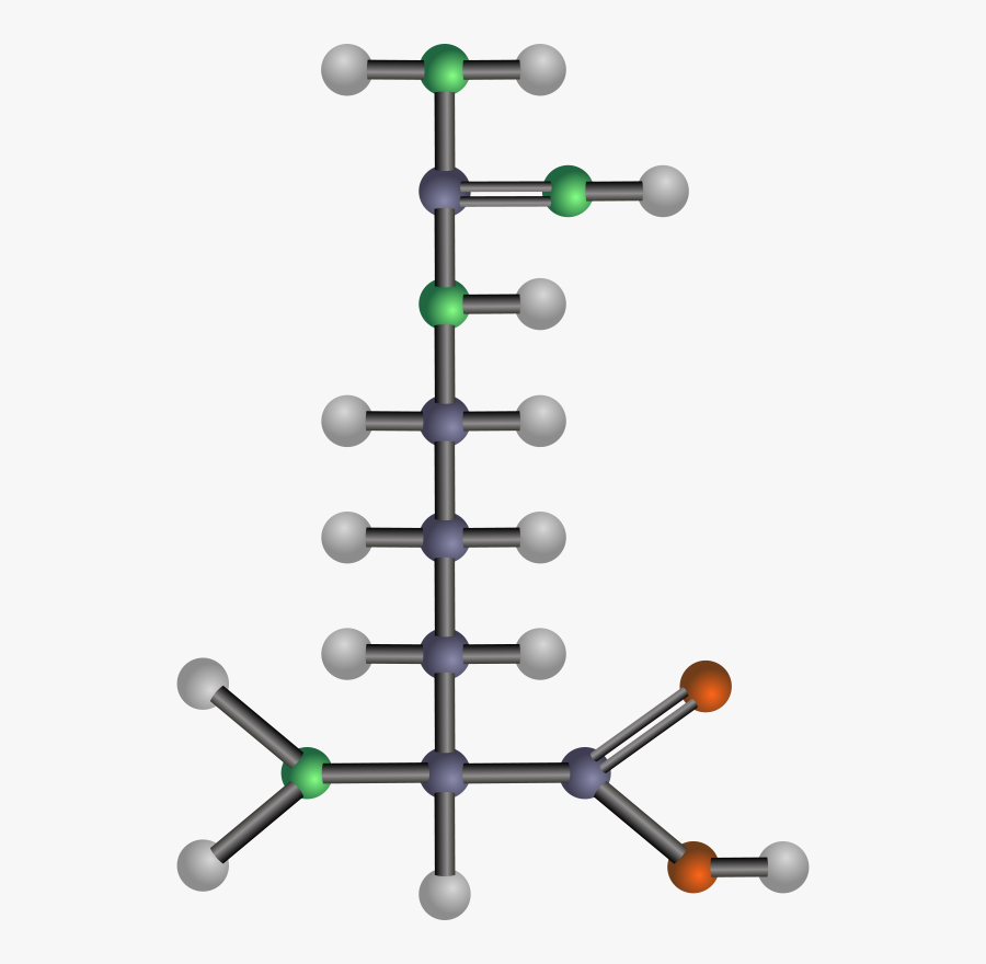 Arginine - Phenylalanine Ball And Stick Model, Transparent Clipart