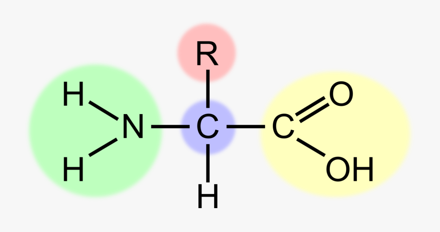 Essential Amino Acid Amine Chemistry - Structure Of An Amino Acid, Transparent Clipart