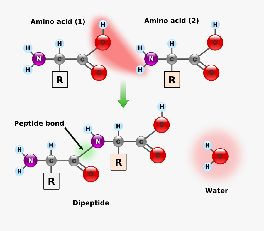 Аминокислоты образуют. Схема формирования пептидной связи. Образование пептидной связи в белках. Формула пептидной связи в белках. Образование пептидной связи в молекуле белка.