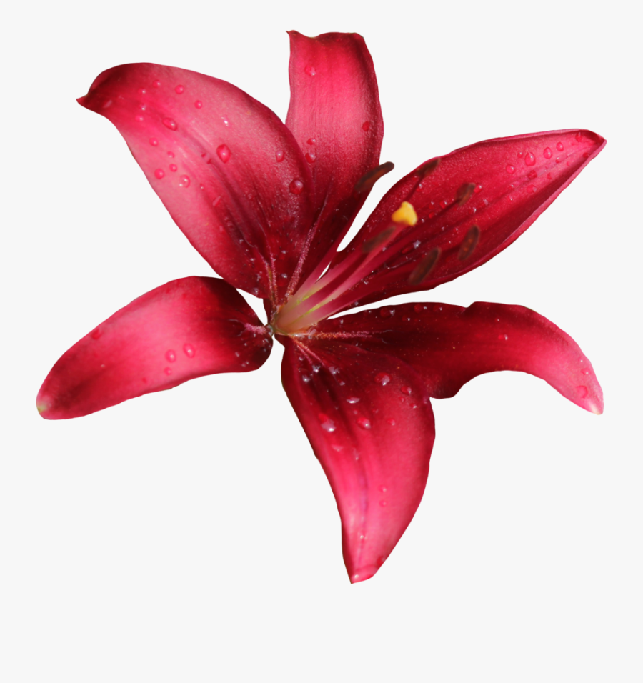 Lily Transparent Red - Lilly Png, Transparent Clipart