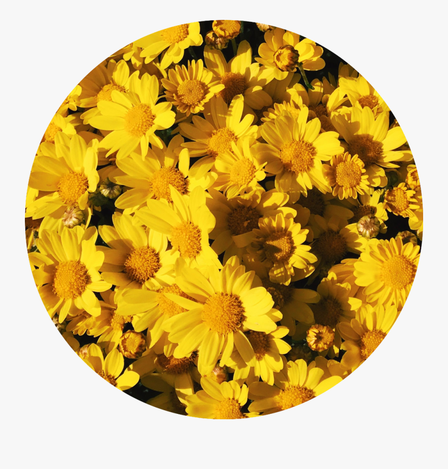 Background Aesthetic Yellow Flowers Tumblr - Aesthetic Background Yellow Flower, Transparent Clipart