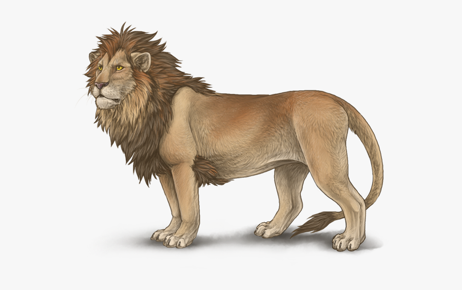 Full Body Lion Drawings , Free Transparent Clipart ClipartKey