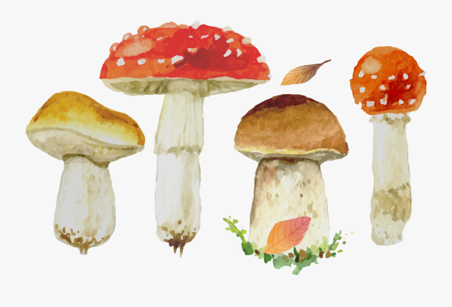 Old Drawing Mushroom - Quotes From The Cruel Prince, Transparent Clipart