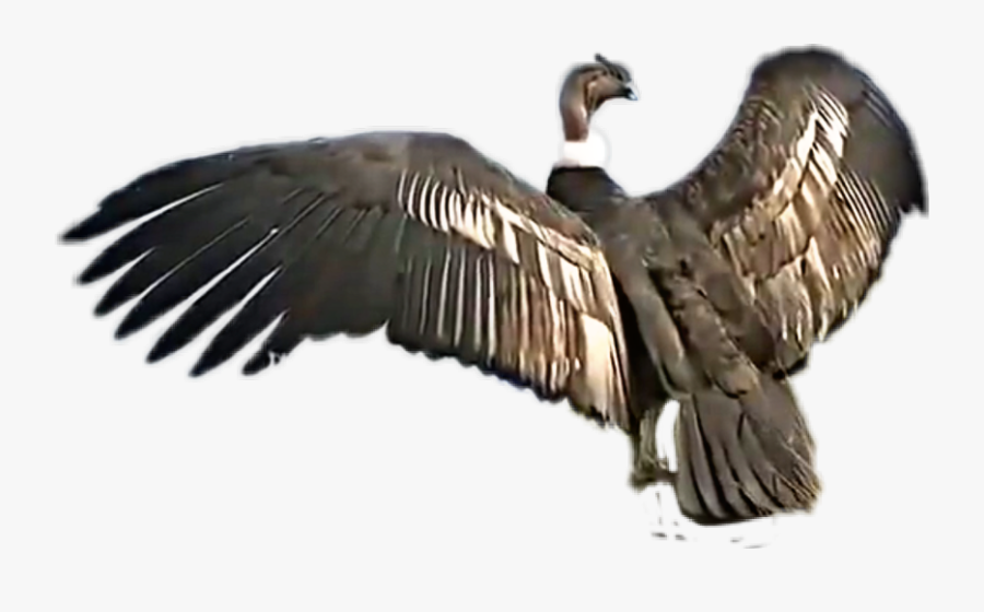 Transparent Condor Clipart - Jatayu Bird Real, Transparent Clipart