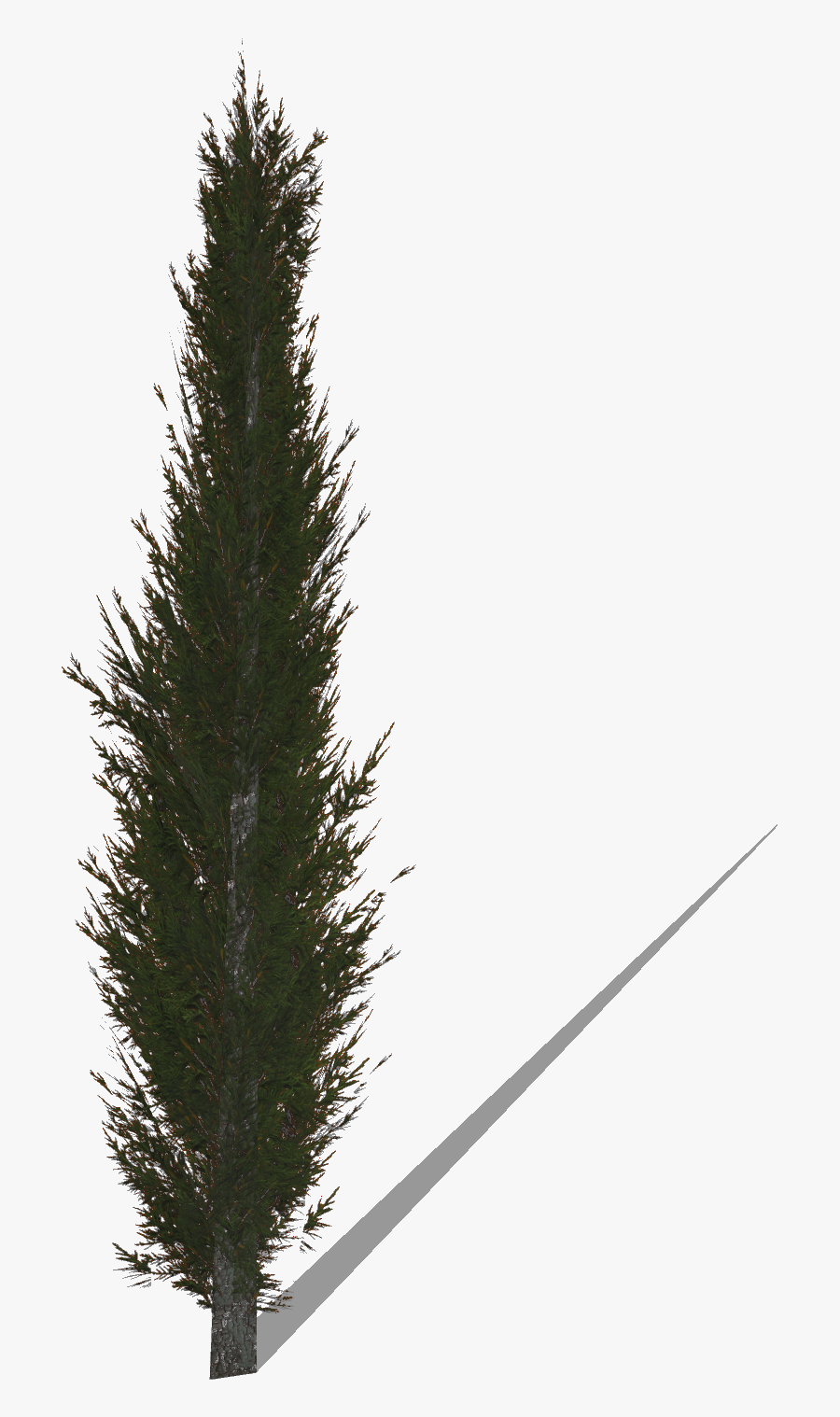 Transparent Cypress Tree Png - Cypress Tree Png, Transparent Clipart
