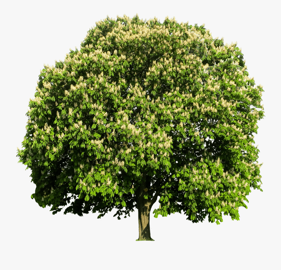 Chestnut Tree - Black Walnut Tree Utah, Transparent Clipart