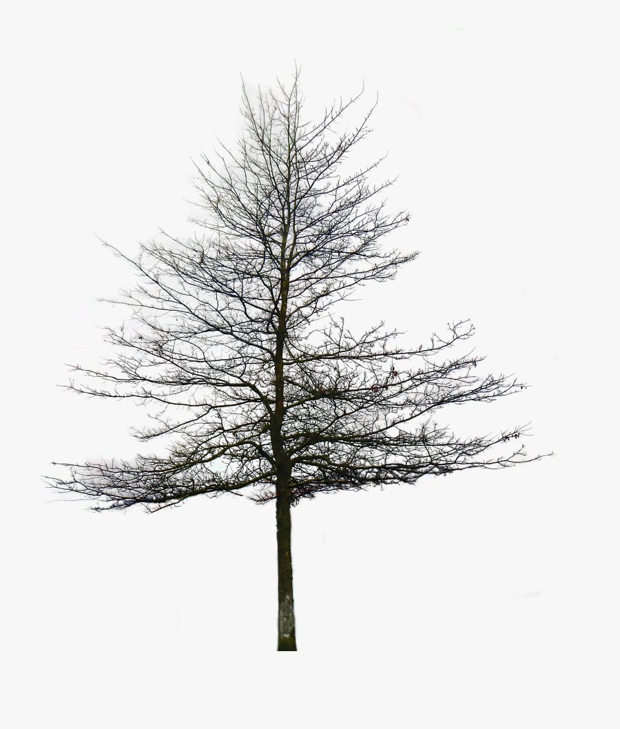 Png For Free Download On Mbtskoudsalg - Tree Without Leaves Png, Transparent Clipart