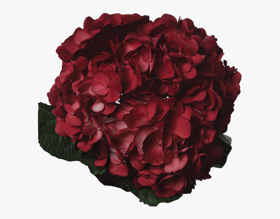 Dark Flowers Png - Transparent Dark Red Flowers, Transparent Clipart